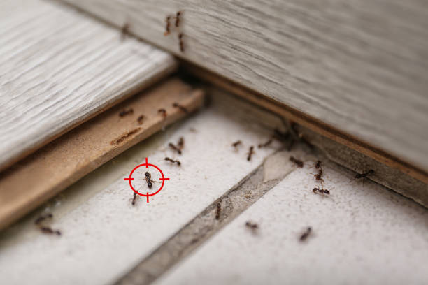 Spider Control Near Me in Lucas Valley Marinwood, CA