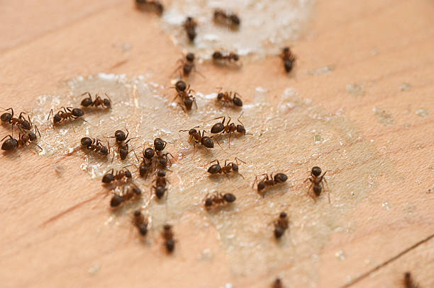 Best Affordable Pest Control Services  in Lus Valley Marinwood, CA